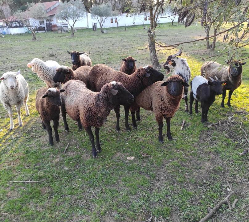 Photo of Others in Tomar