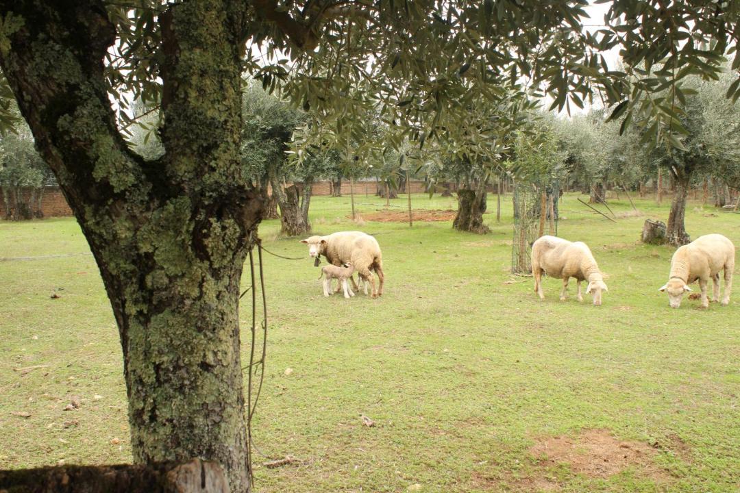 Photo of Others in Aguim