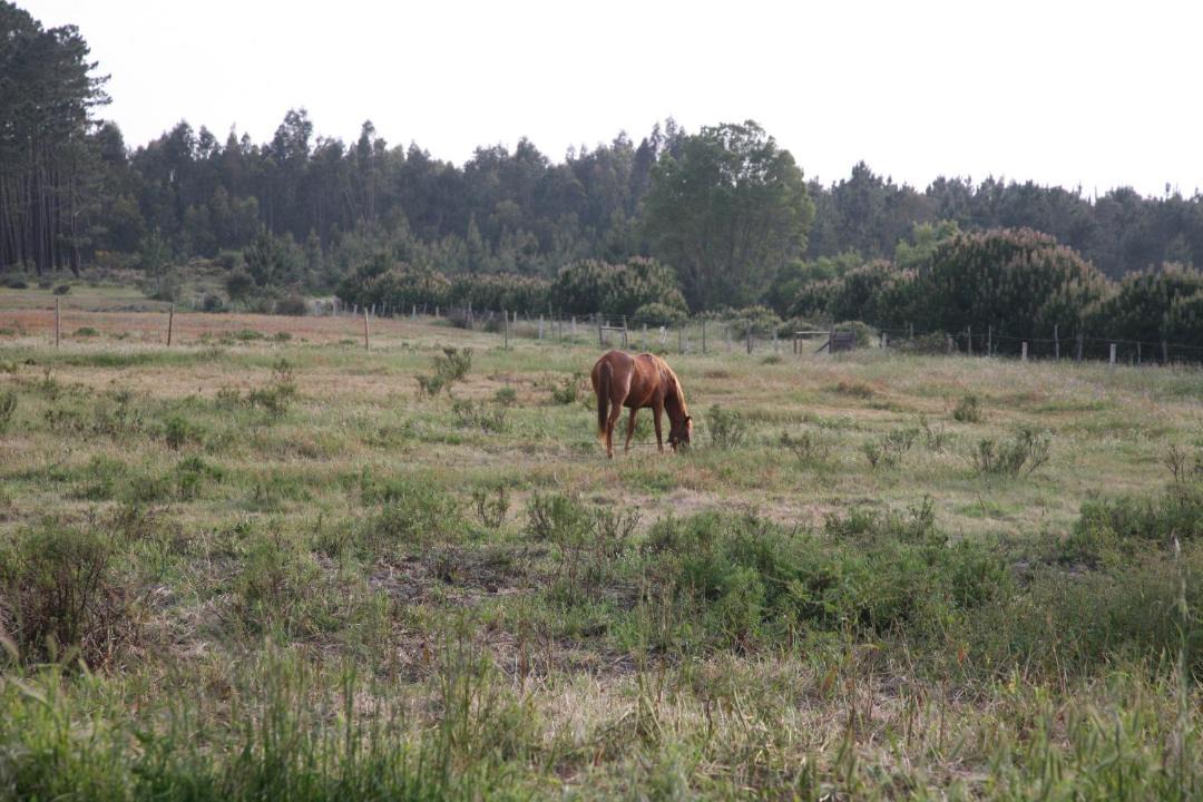 Photo of Others in Odeceixe