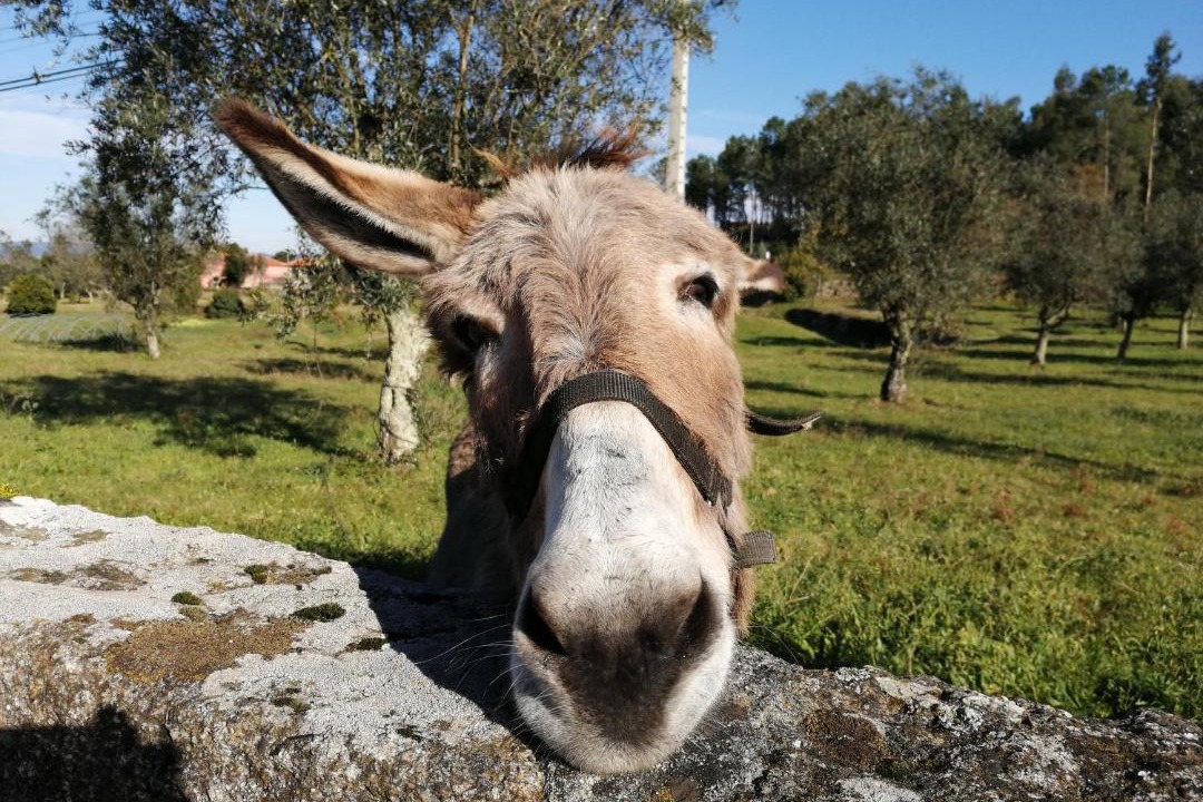 Photo of Others in Amarante