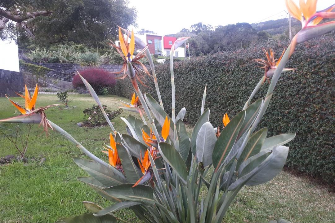 Photo of Others in Lajes do Pico