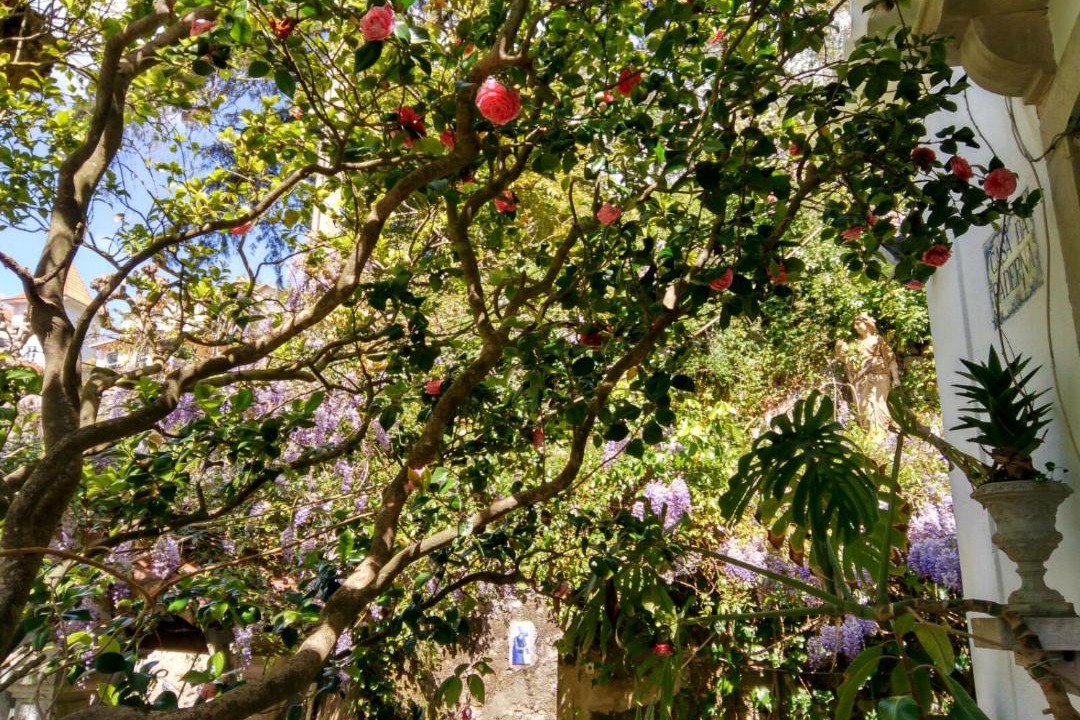 Photo of Others in Sintra