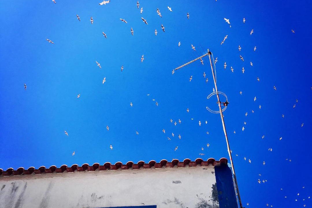 Photo of Buildings in Ericeira