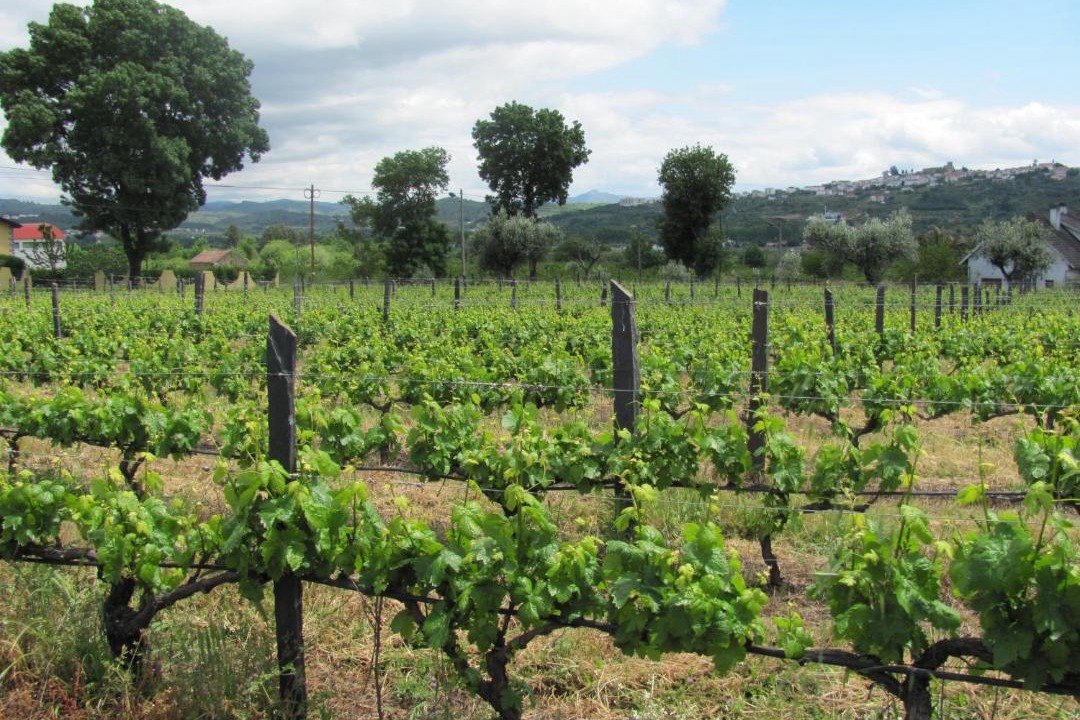 Photo of Others in Vale Formoso