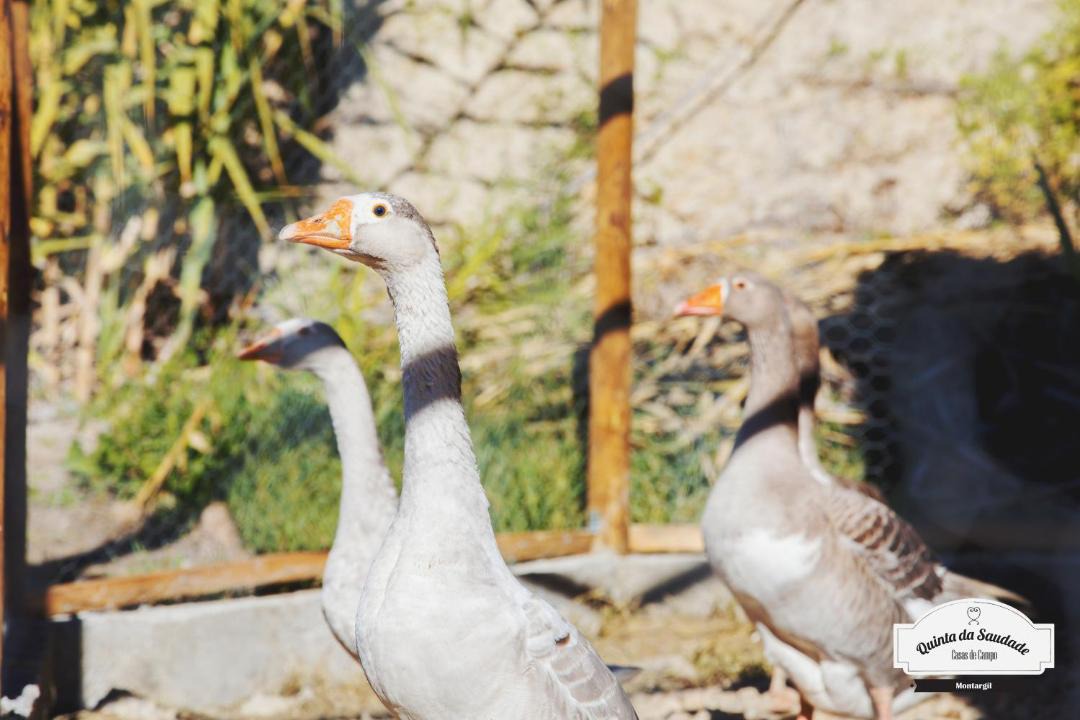 Photo of Others in Ponte de Sor