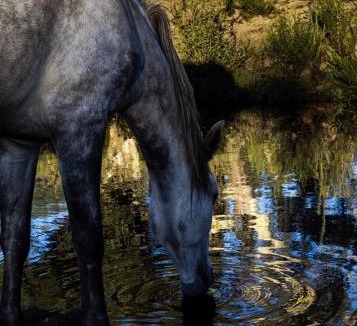 Baiona Apartment | Vale De Água Equestrian Resort