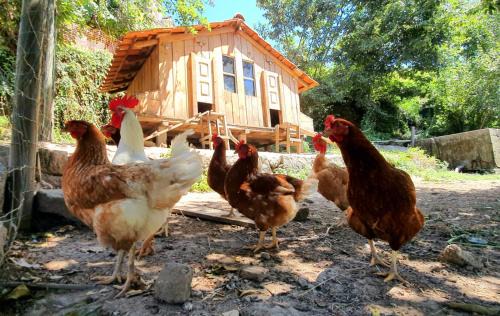 Cinfaes House | Verde Água Agroturismo - Organic Farm