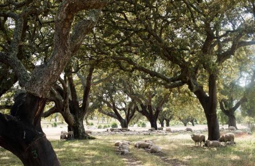 Grandola House | Herdade das Barradas da Serra
