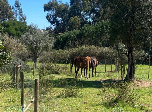 Suite no campo