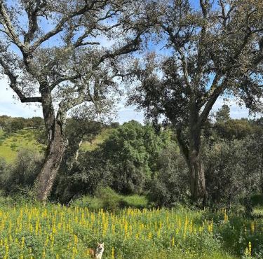 A cozy cottage in Tomar - Quinta da Cachopa in Tomar